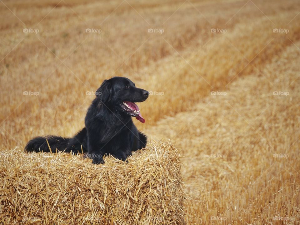 Hovawart sitting on a bale of straw