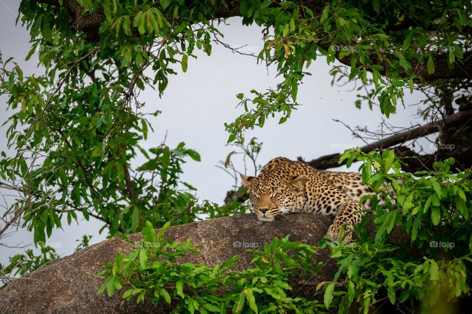 Leopard sleeping on a rock, framed by leaves