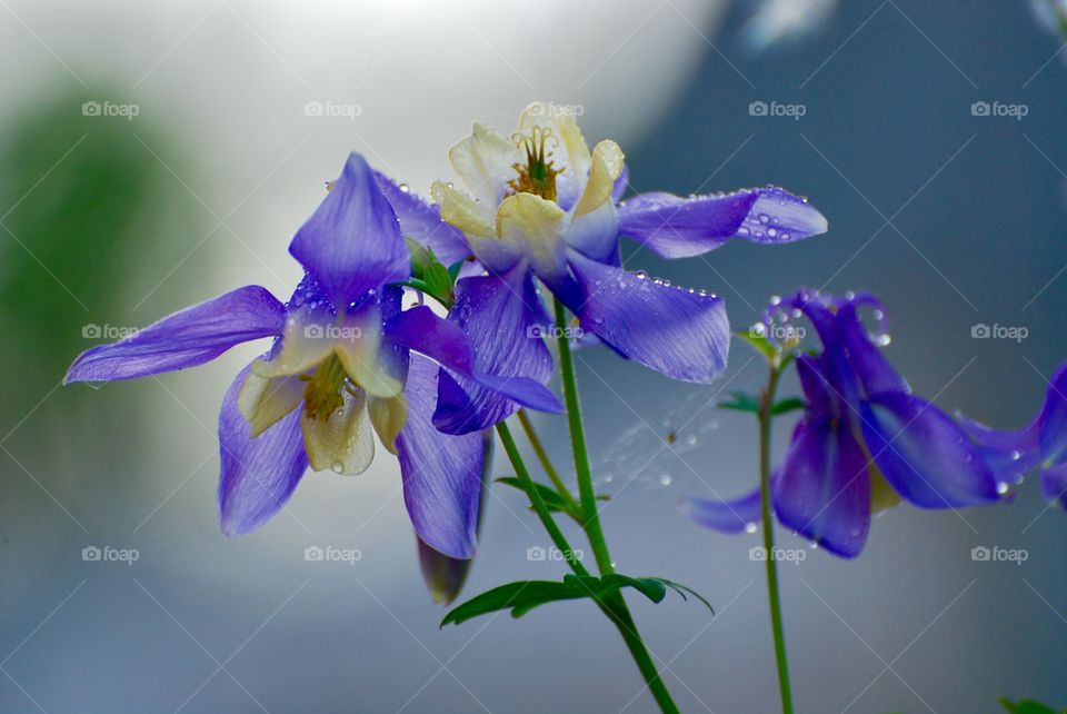columbine