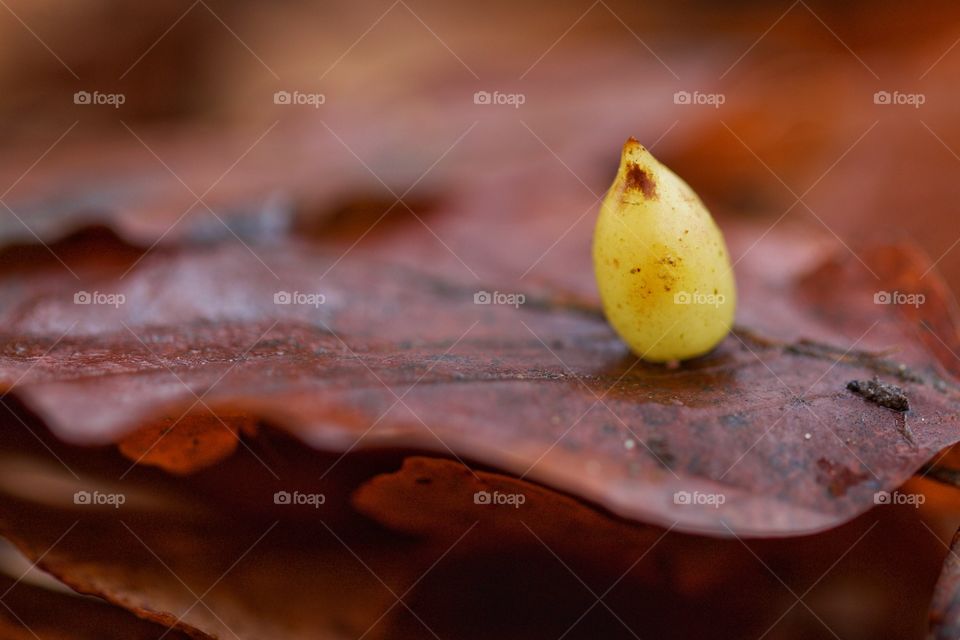 Small Rare Fruit On Wet Leaf