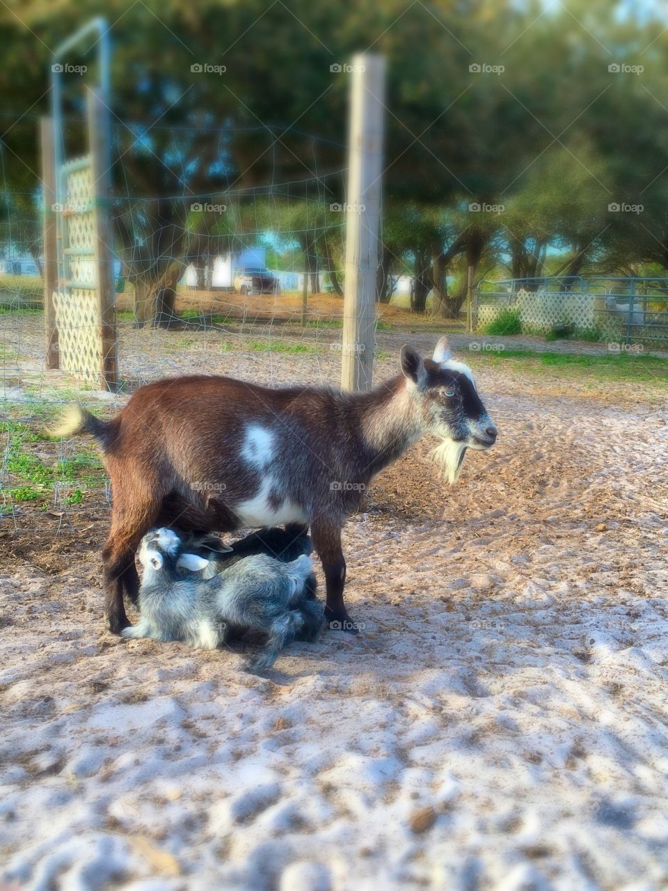 Breastfeeding goat