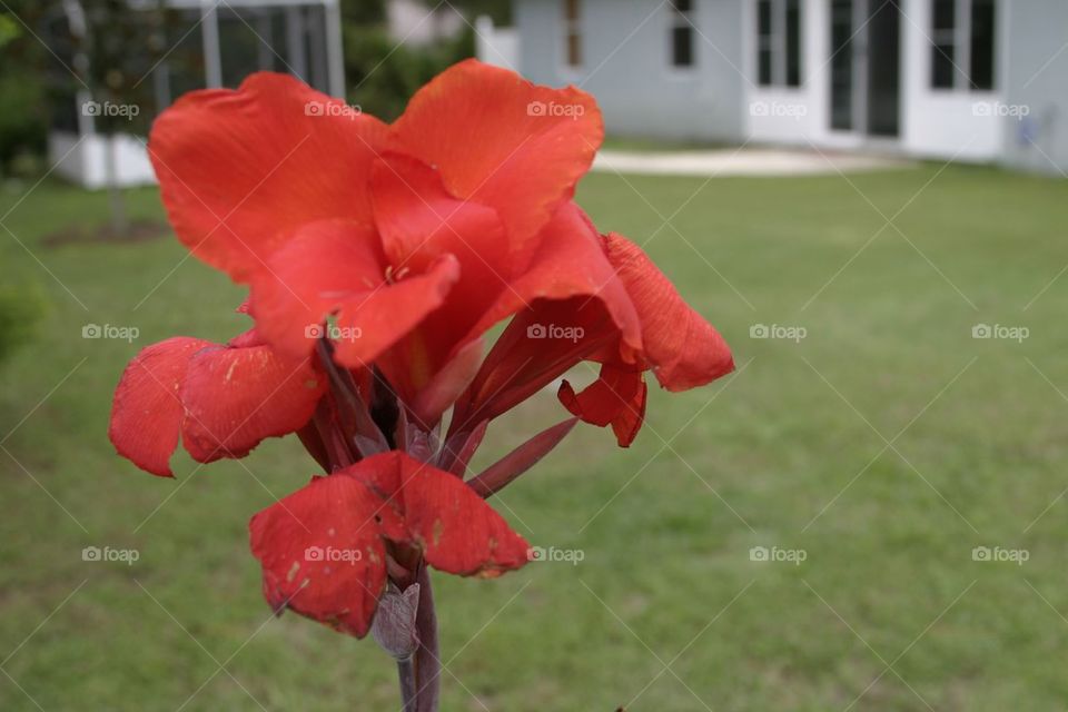 Red lilly