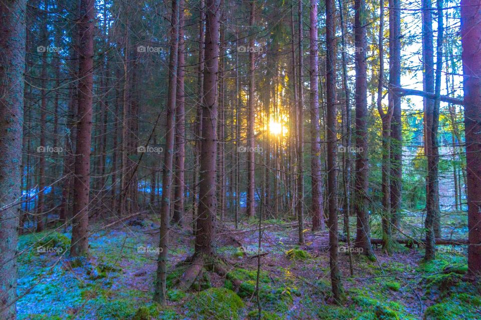 Sunlight through the forest