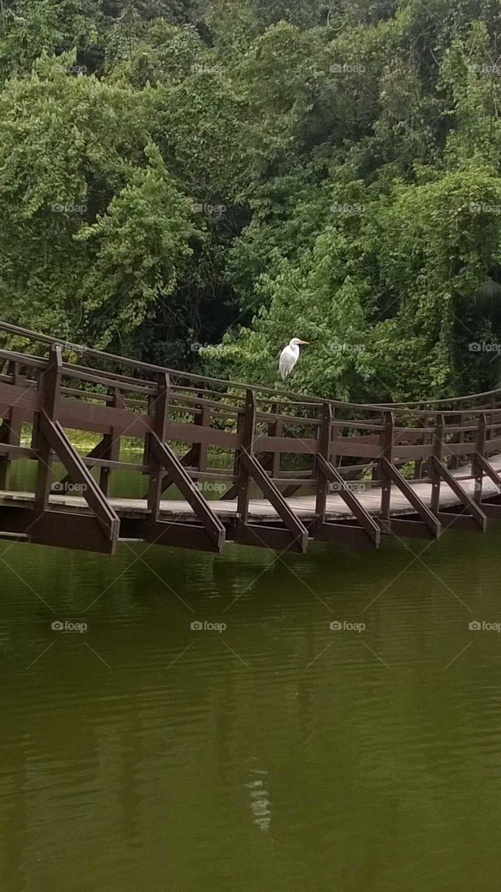 Lagoa da Saudade - Morro da Nova Cintra - Santos
