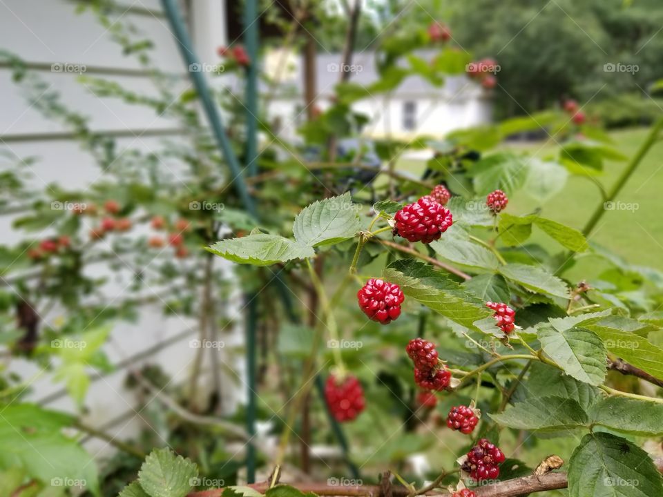 back yard blackberries