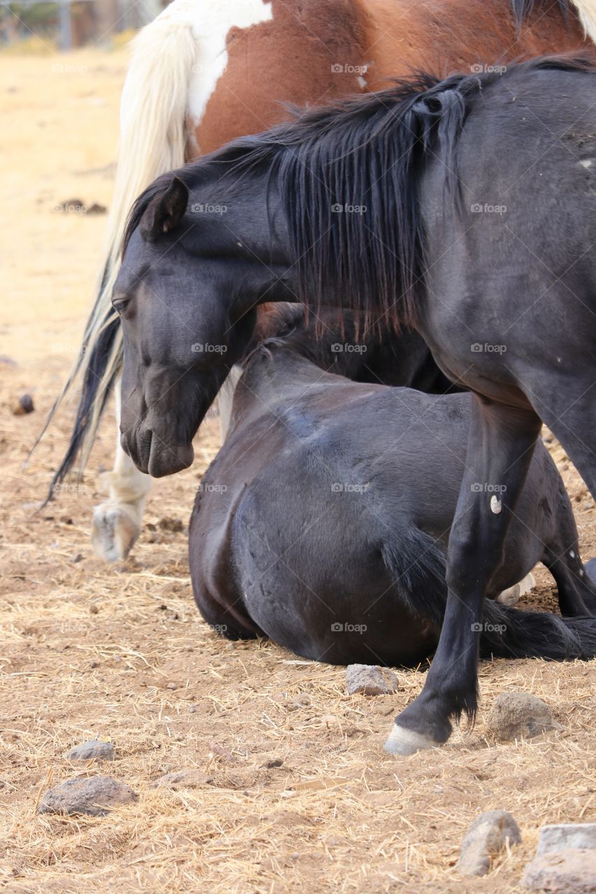 Wild black stallion mustang protecting its mare which is laying down 