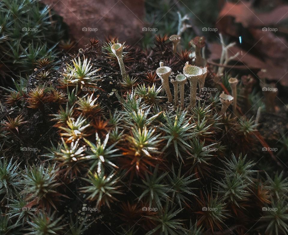 Forest moss in the Ukrainian polis