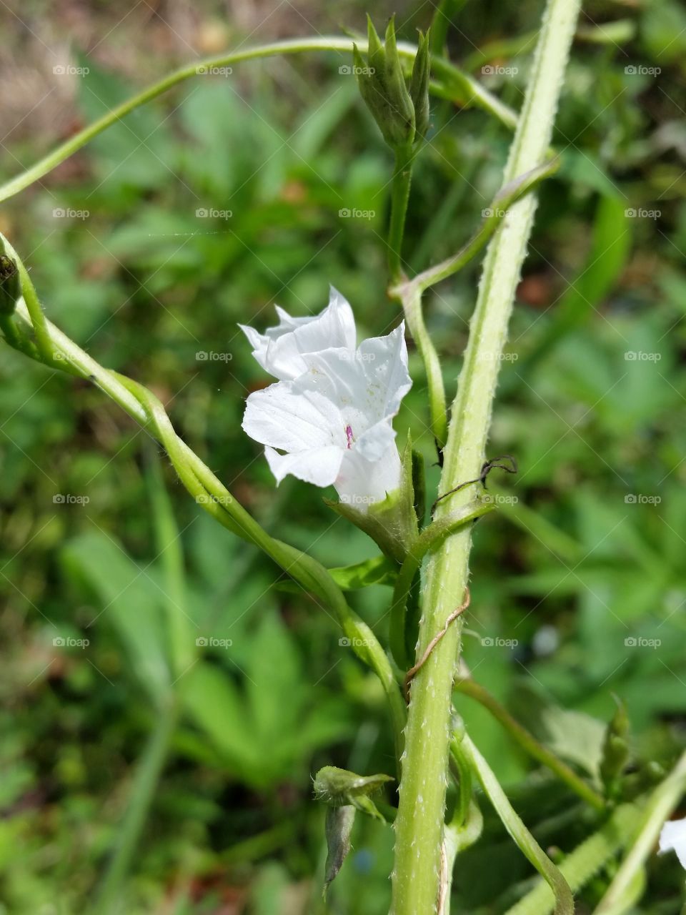 White flower