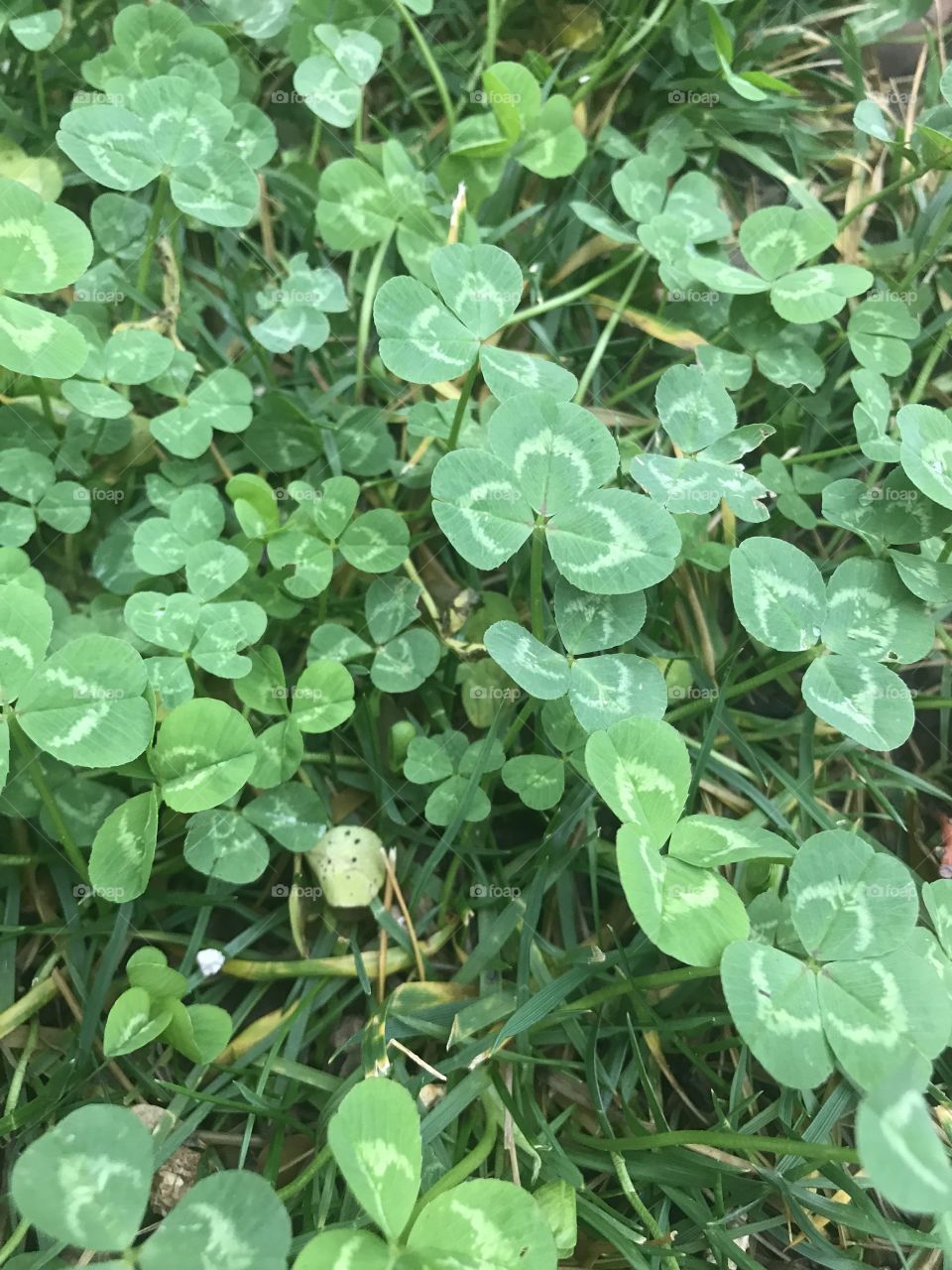 Green four leaf clovers in the grass in the yard on a cool afternoon in America, USA 