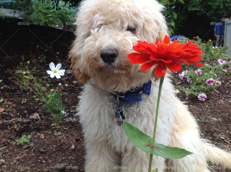 Puppy loves the flower!