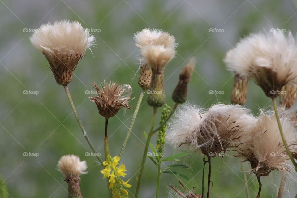 Fluffy fleurs