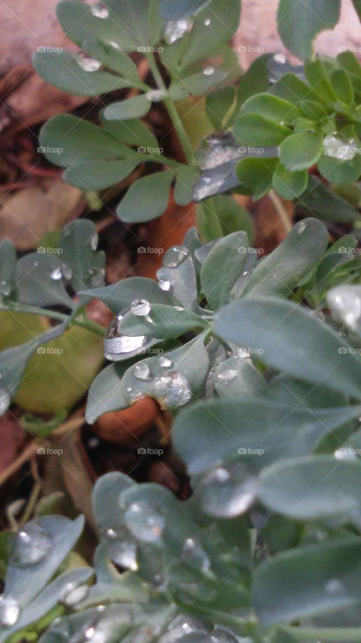 raindrops
