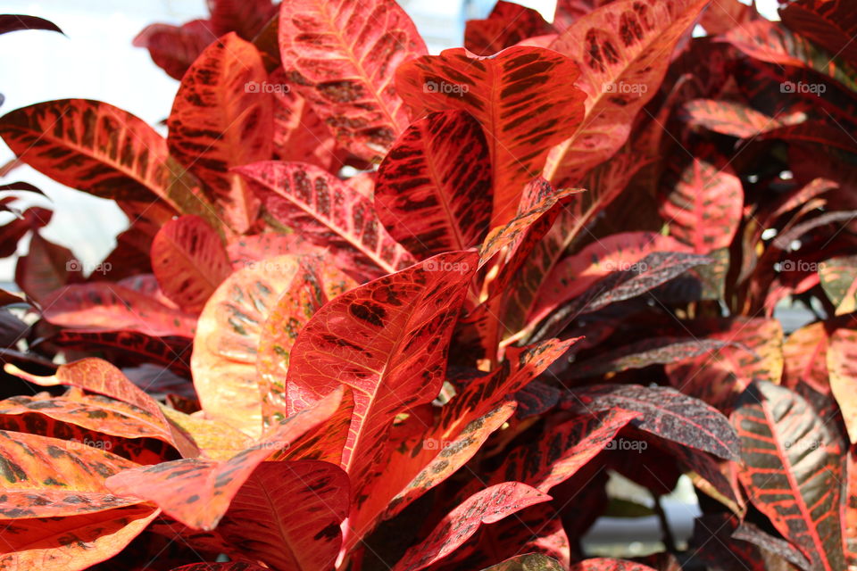 red beautiful plant