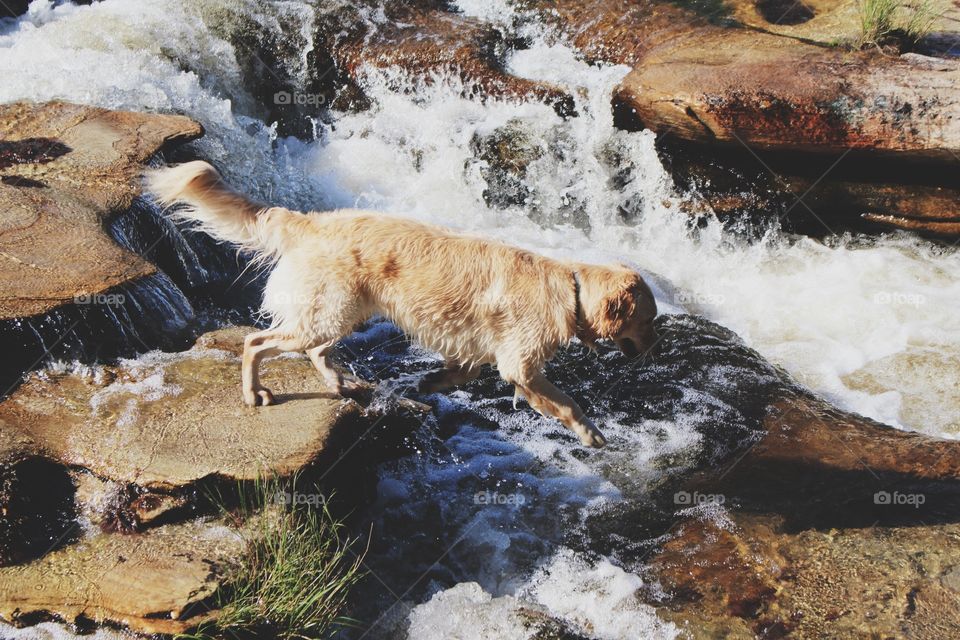 Dogs drinking water on the lake