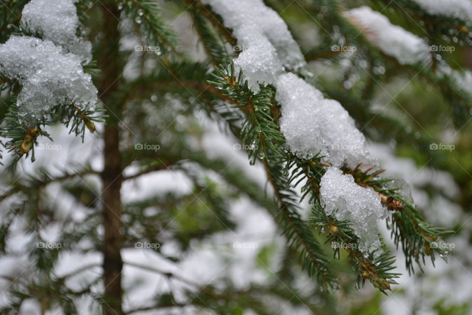 Melting snow in late spring on pine bough in forest 