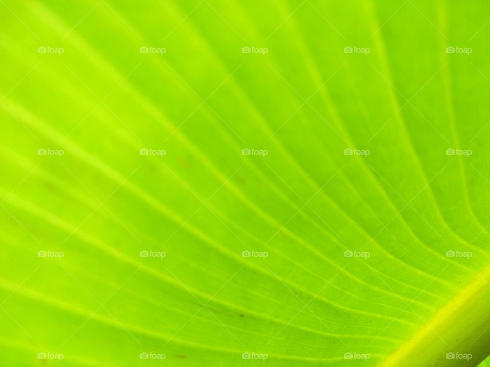 Banana leaf.