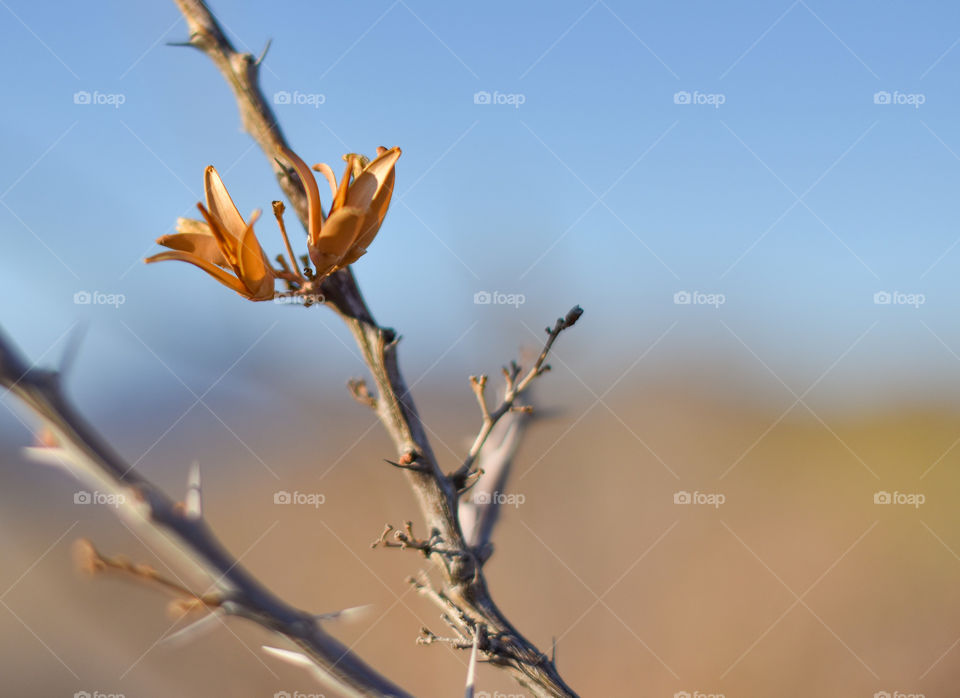 Mexican desert vegetation