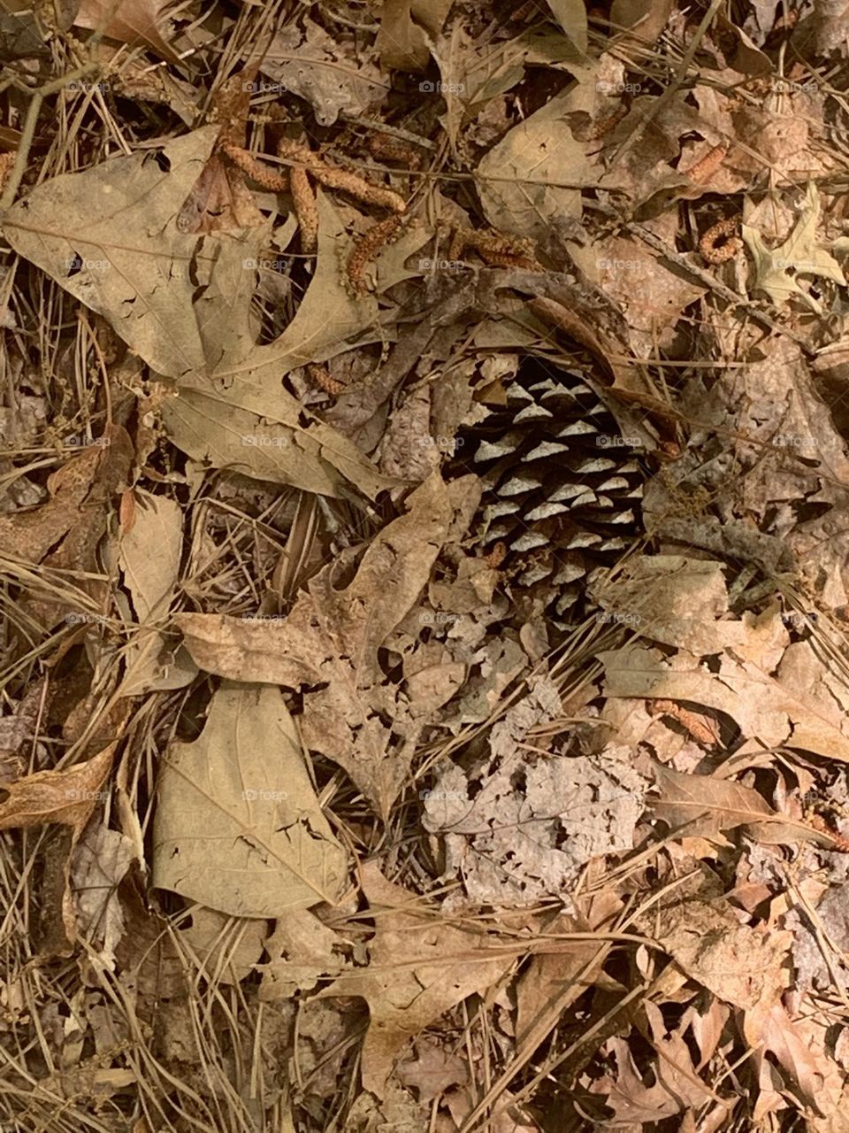 Pine cones