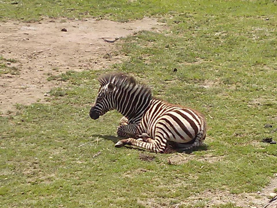Wagon Trails. Baby Zebra