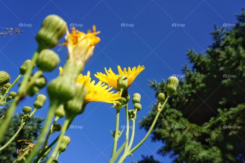 Nature. Yellow