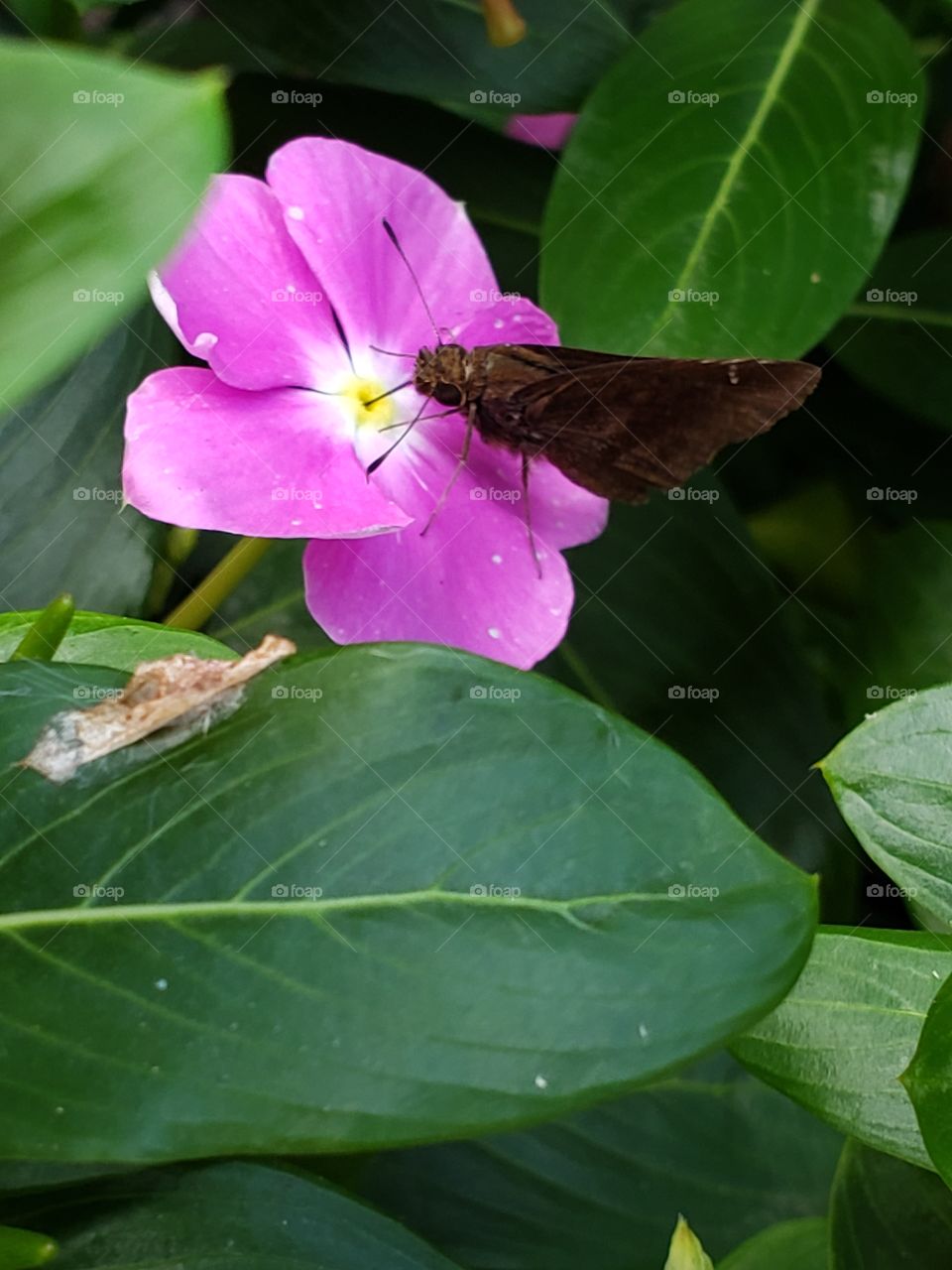 Beautiful purple flowers