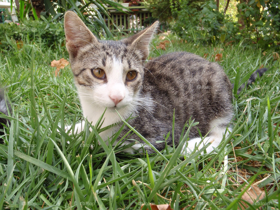grass cat kitten by splicanka