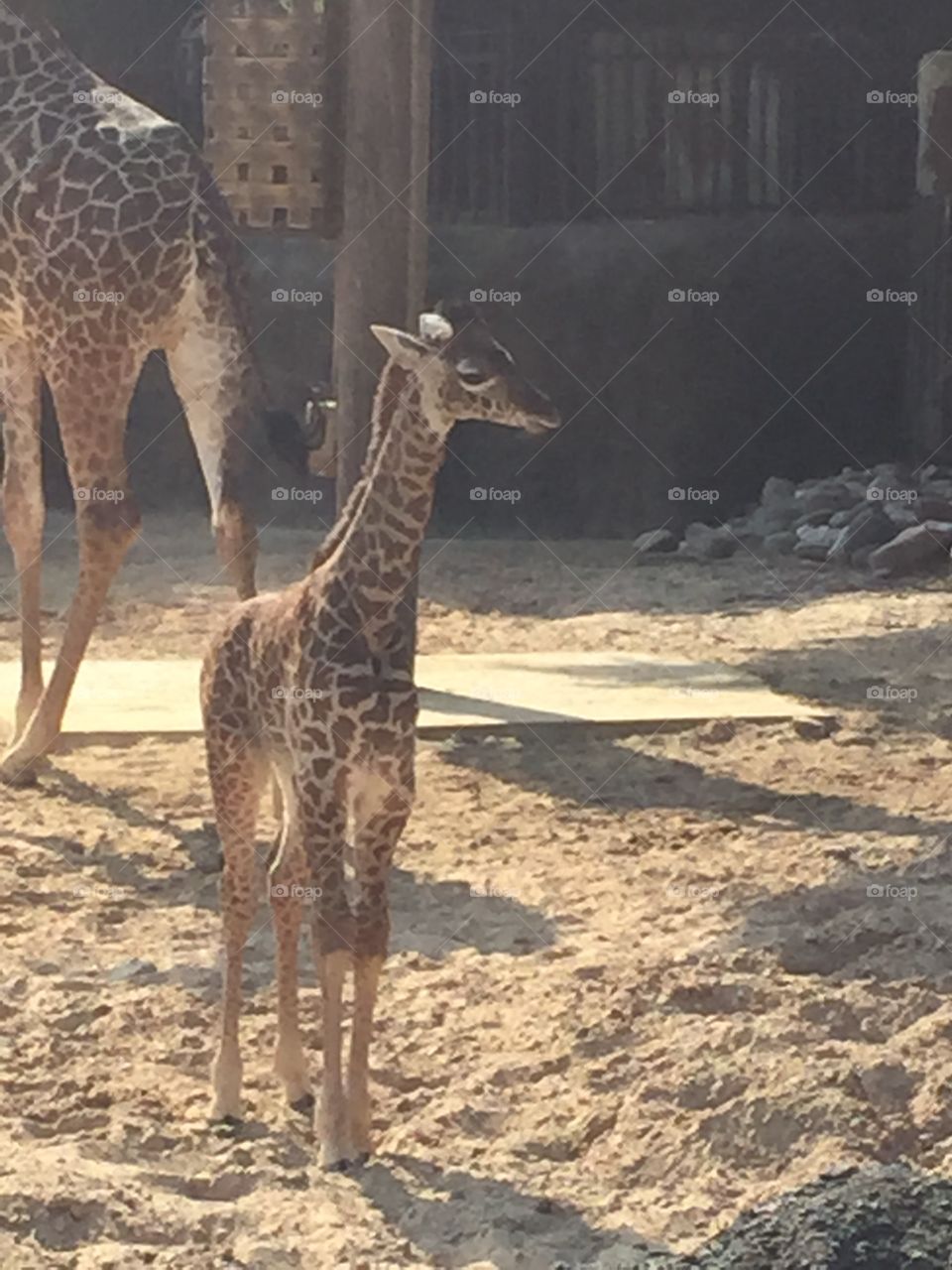 Baby at the Houston Zoo