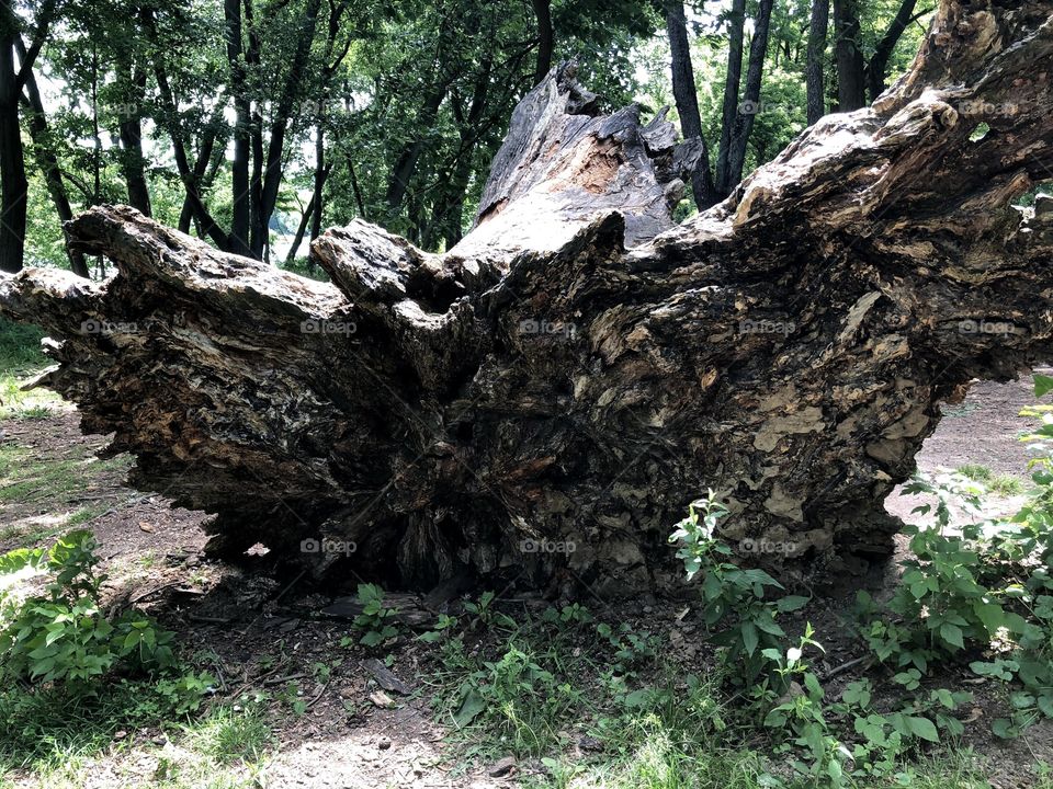 Fallen tree in woods