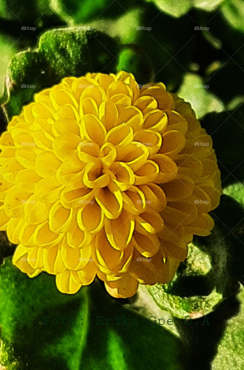 Yellow flower,nature,reflection,landscape,summer,colorful,botany,spring,plant,blossom,floral,garden,petal,flower,colorful,romance