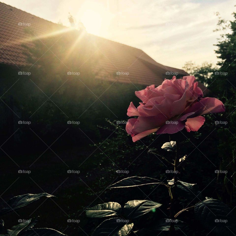 ~Pink rose and sunshine~