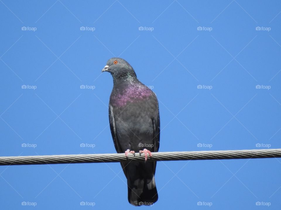 Purple Pigeon 