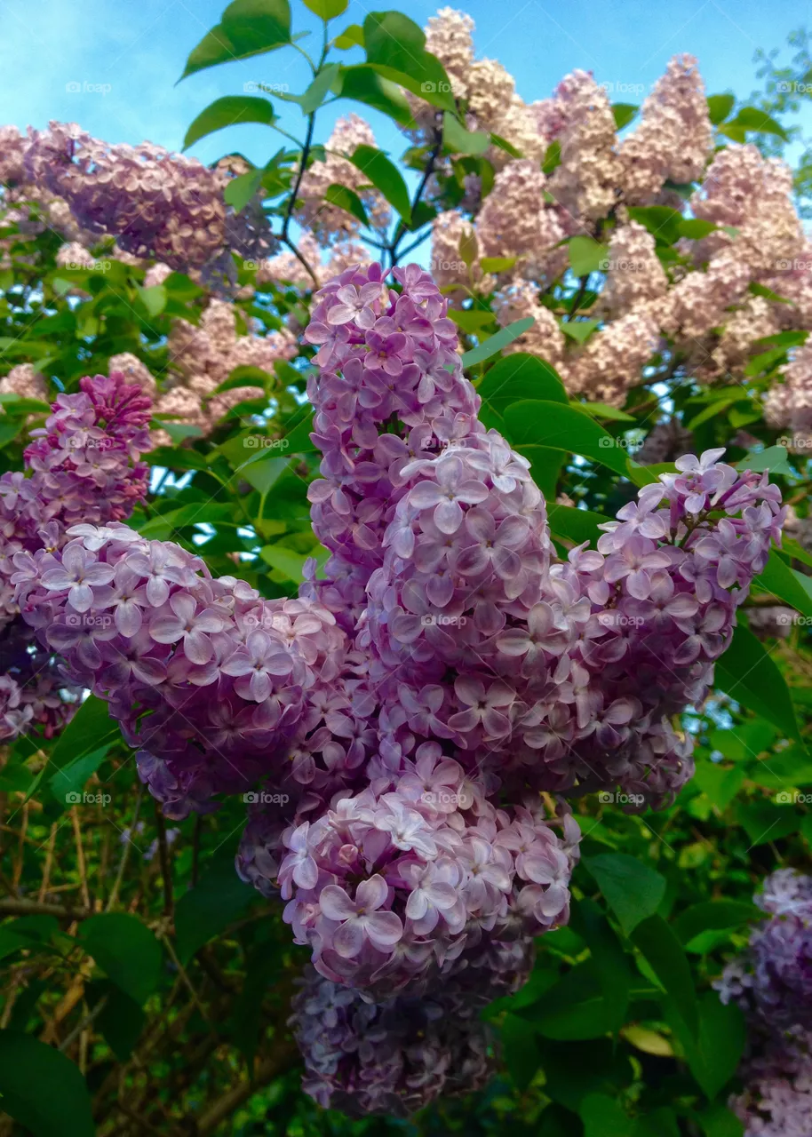 Lilac