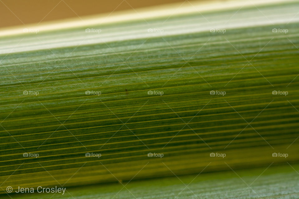 Striped Leaf