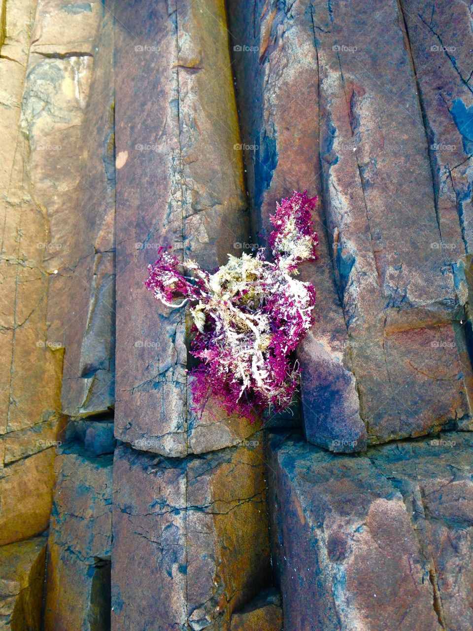 Purple seaweed fixed to the rock in the form of steps.