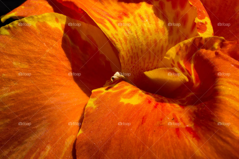 Orange lotus flower up close 