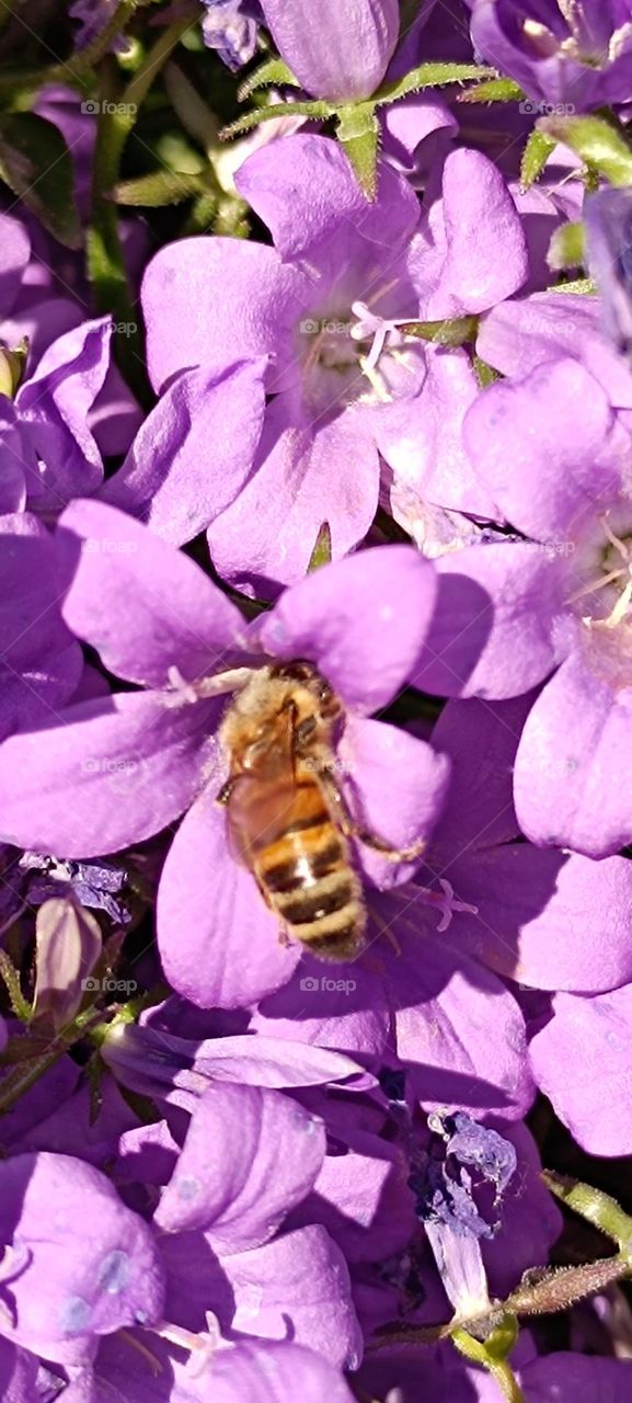 Bee and bumblebee foraging