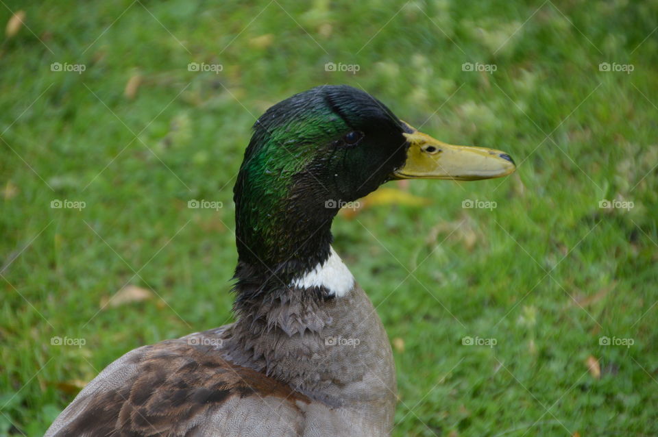 Head Of A Male Duck