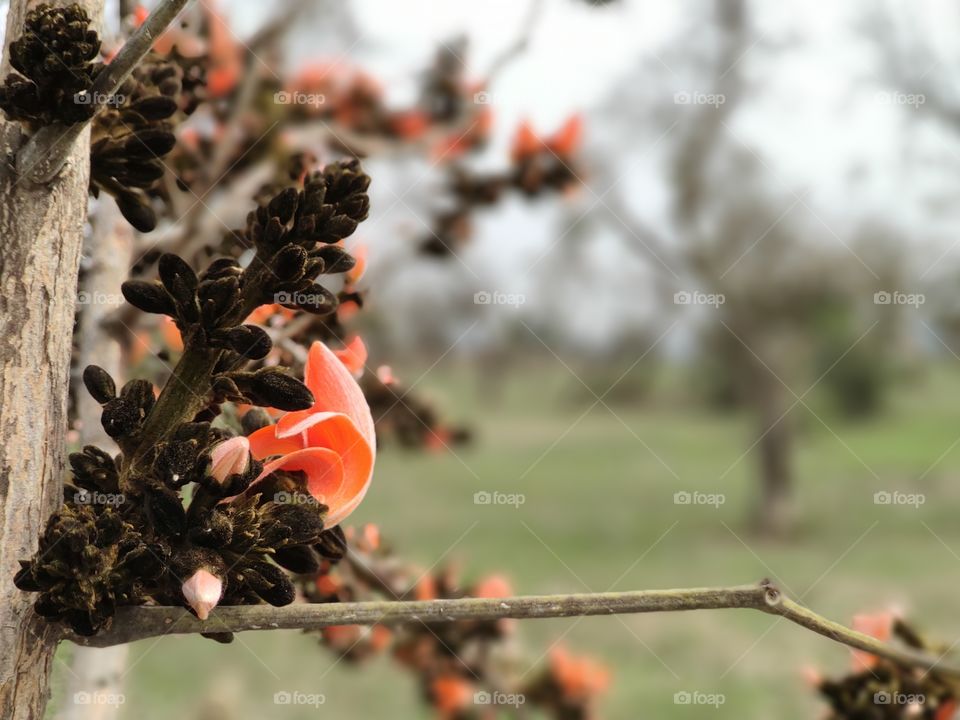 Palash Flowers