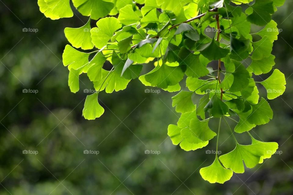 Ginkgo leaves. Ginkgo leaves