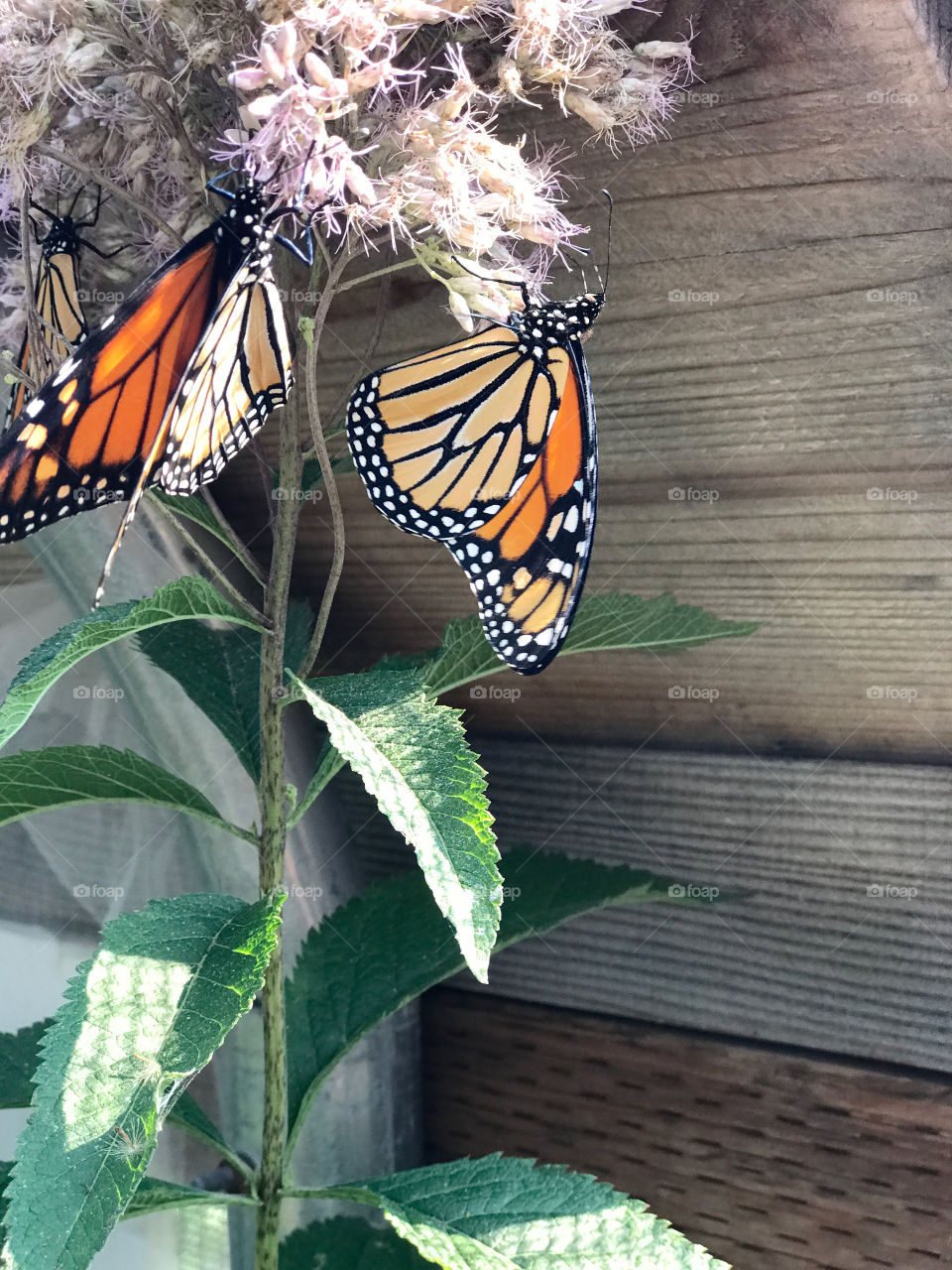 Trip to the butterfly preserve in Elkton, Oregon 