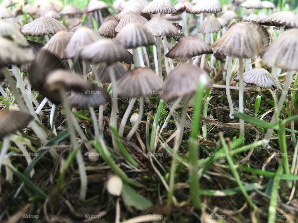 Mushroom Forrest