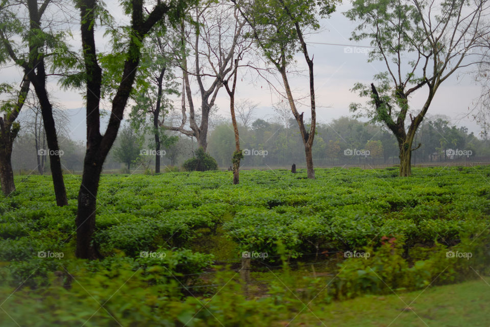 Tea farms @ Silchar, Assam (major producer of Tea in India)