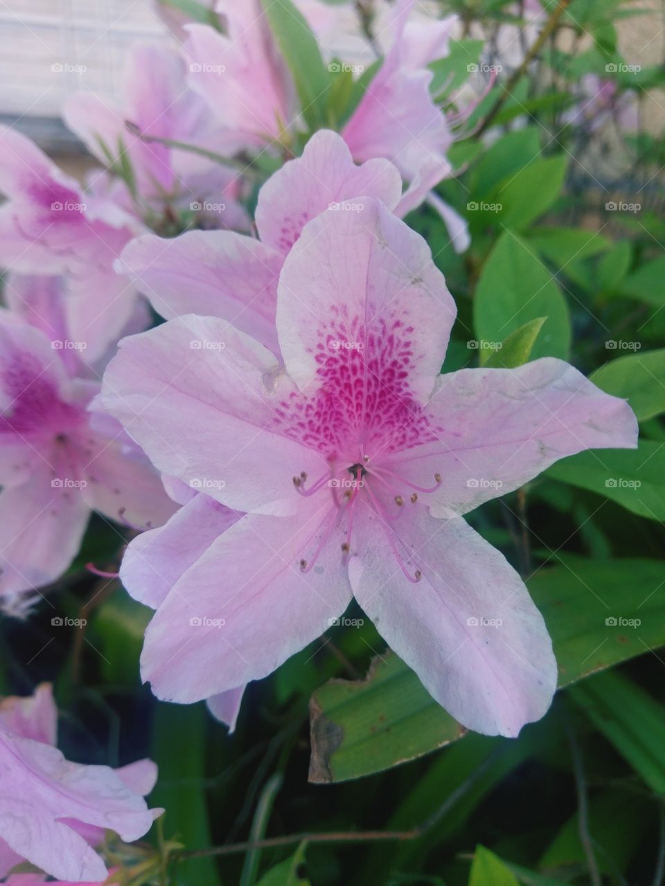 Pink Flowers Garden.