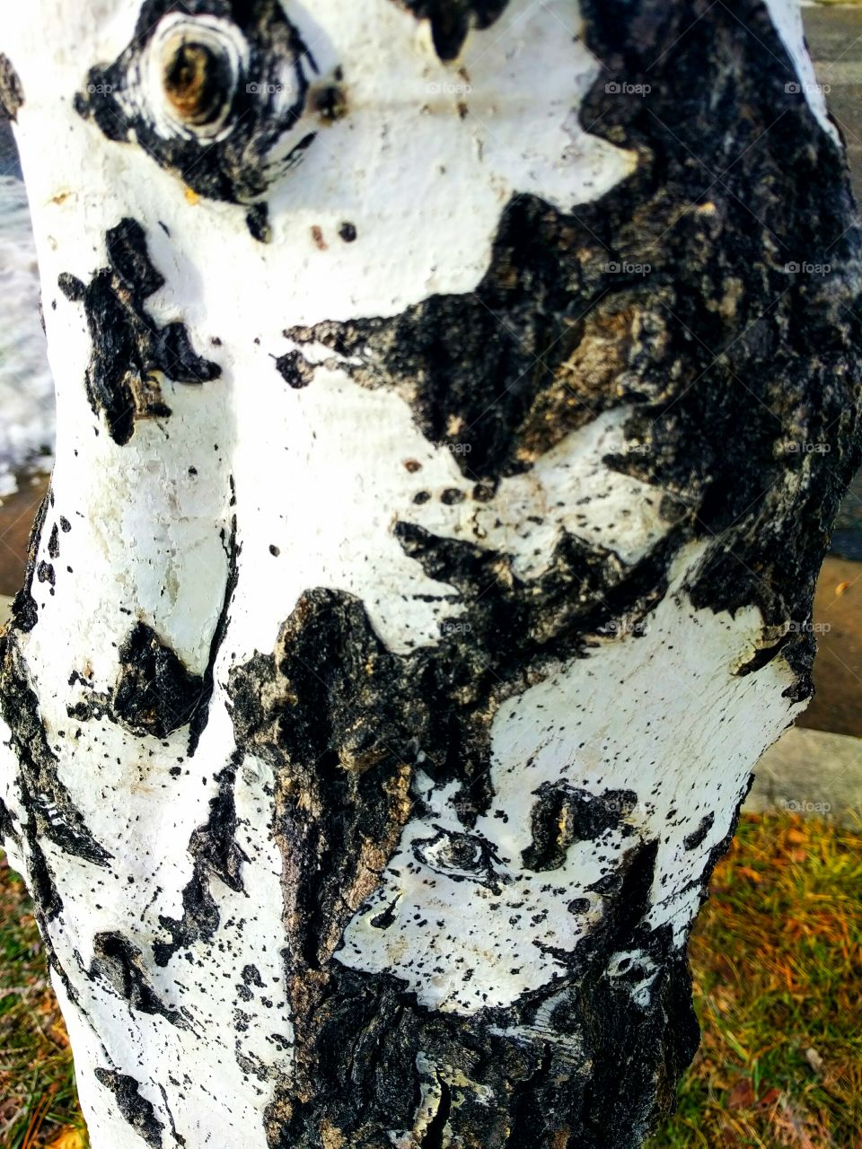 Aspen Tree Close-Up