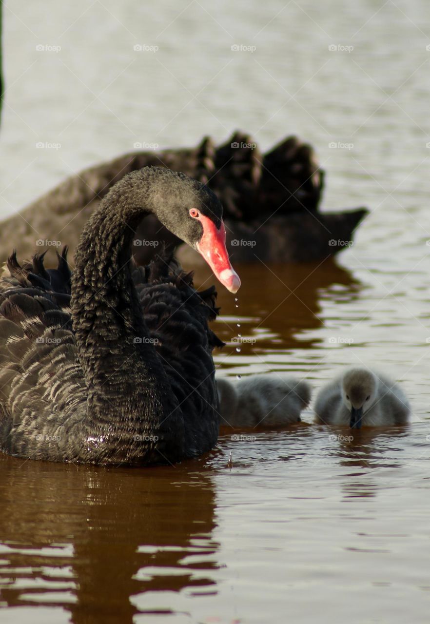 Black Swan