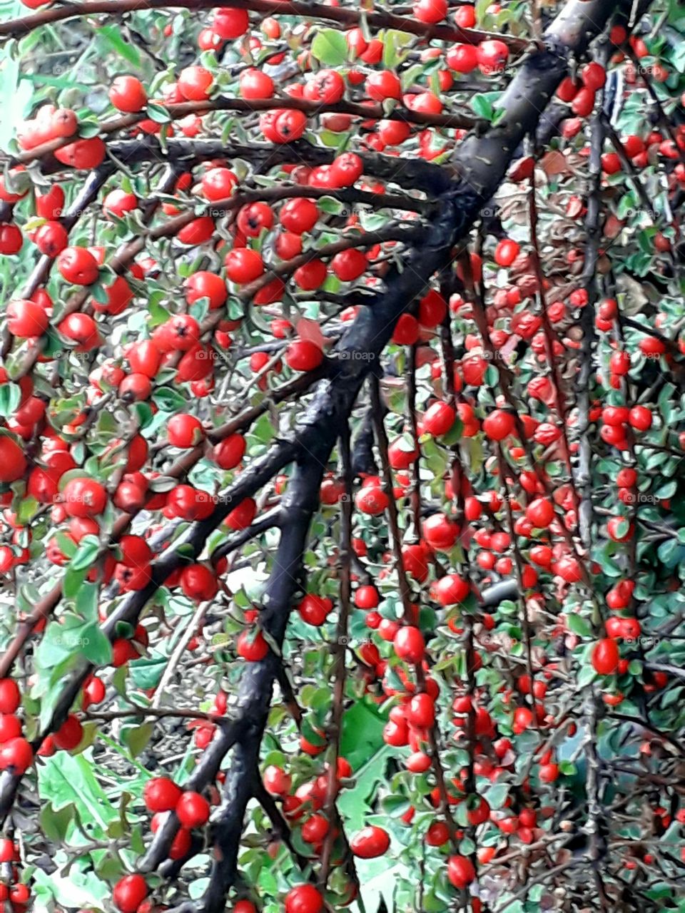 red berries  and black twigs of kotoneaster