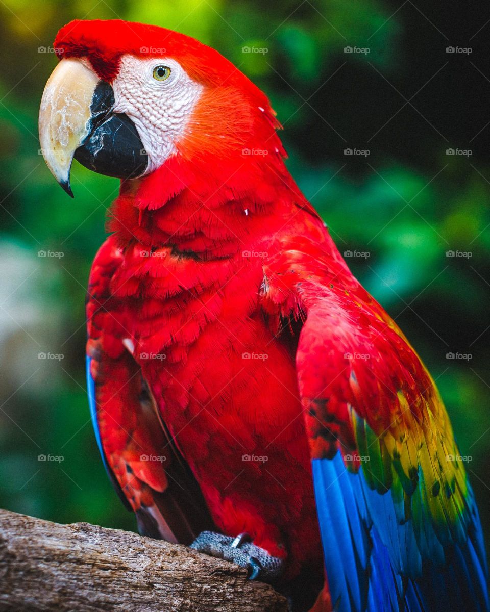 #parrot 🐦 #Bird