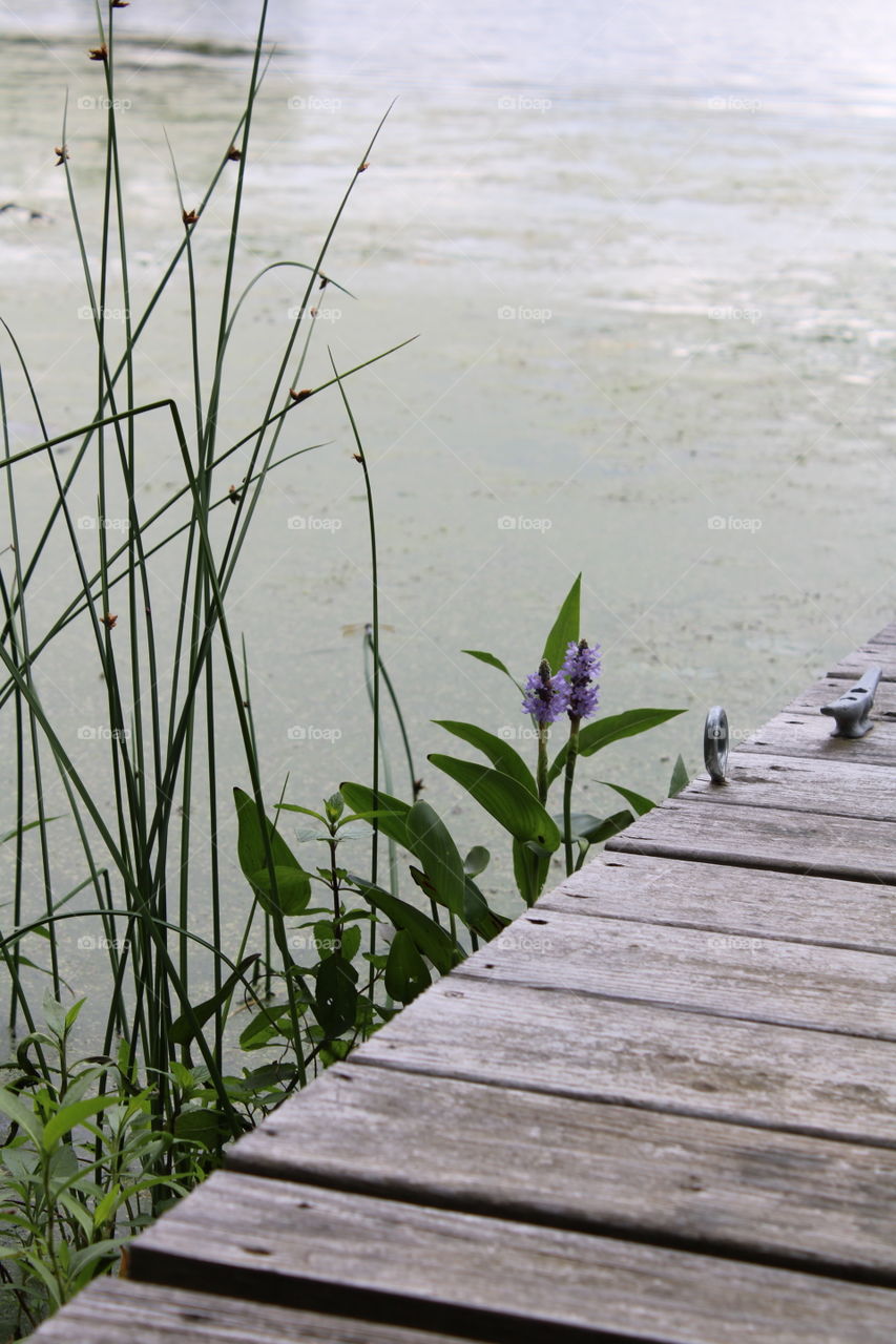 Flowers by the dock