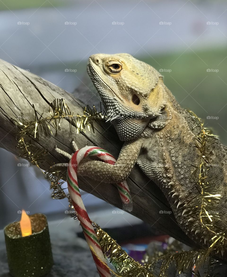 Stormy the bearded dragon is celebrating Christmas too! A little cardboard church, some battery powered candles, Christmas paper to line his cage, a string of lights, a gold garland to wrap himself with and a candy cane for a treat!