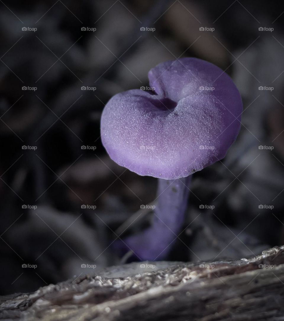 A tiny, purple amethyst deceiver mushroom growing out of the darkened leaf litter